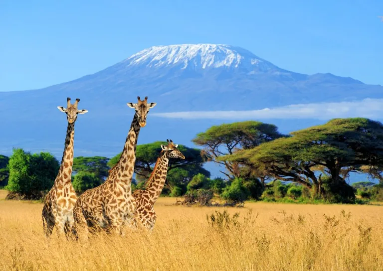 Is Mount Kilimanjaro part of a national park?