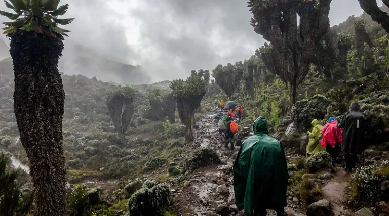 Is It Advisable to Climb Kilimanjaro in the Rainy Season?